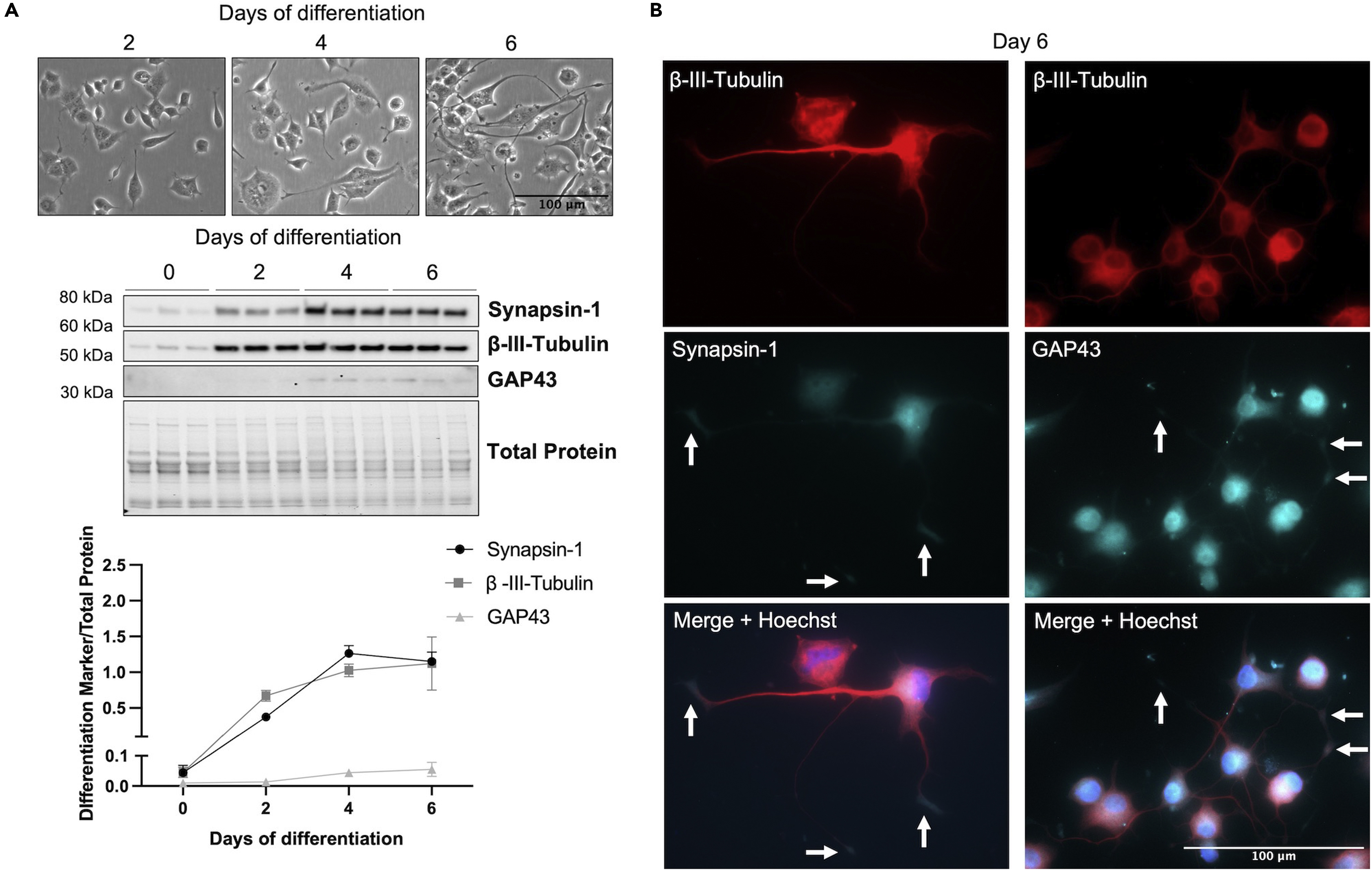 Cell Press STAR Protocols