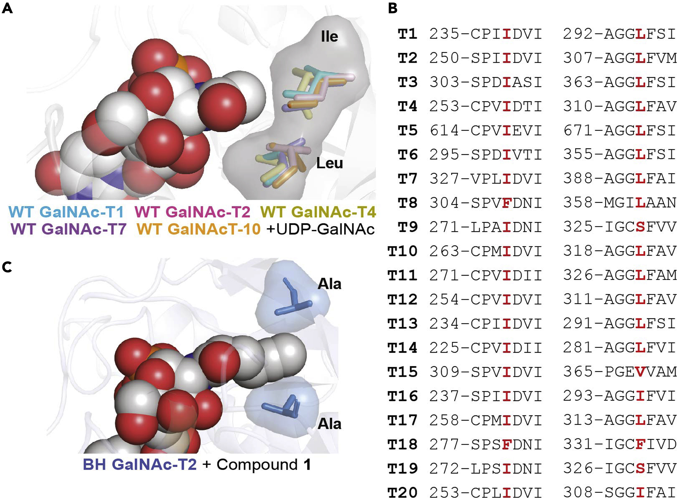 Bump-and-hole engineering of human polypeptide N