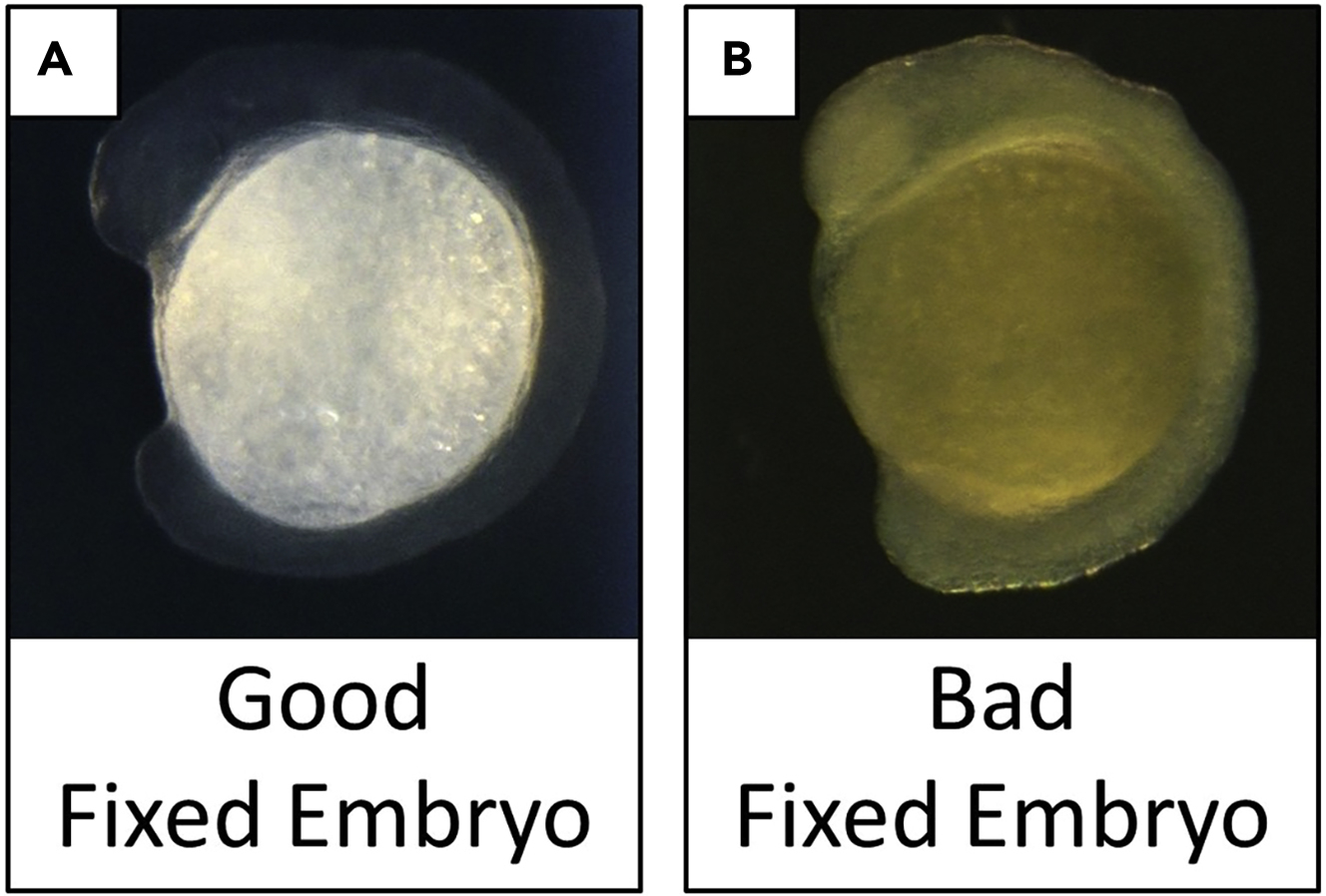 Cell Press STAR Protocols