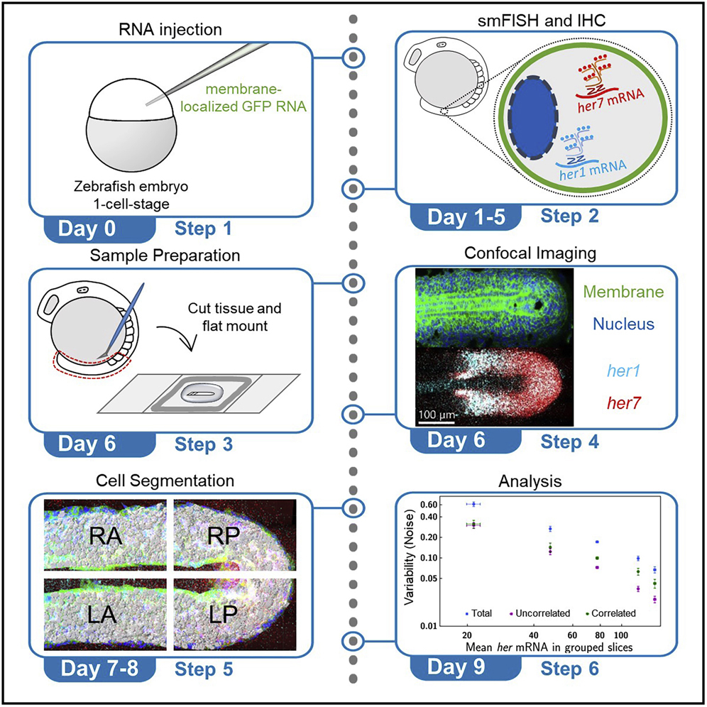 Cell Press STAR Protocols