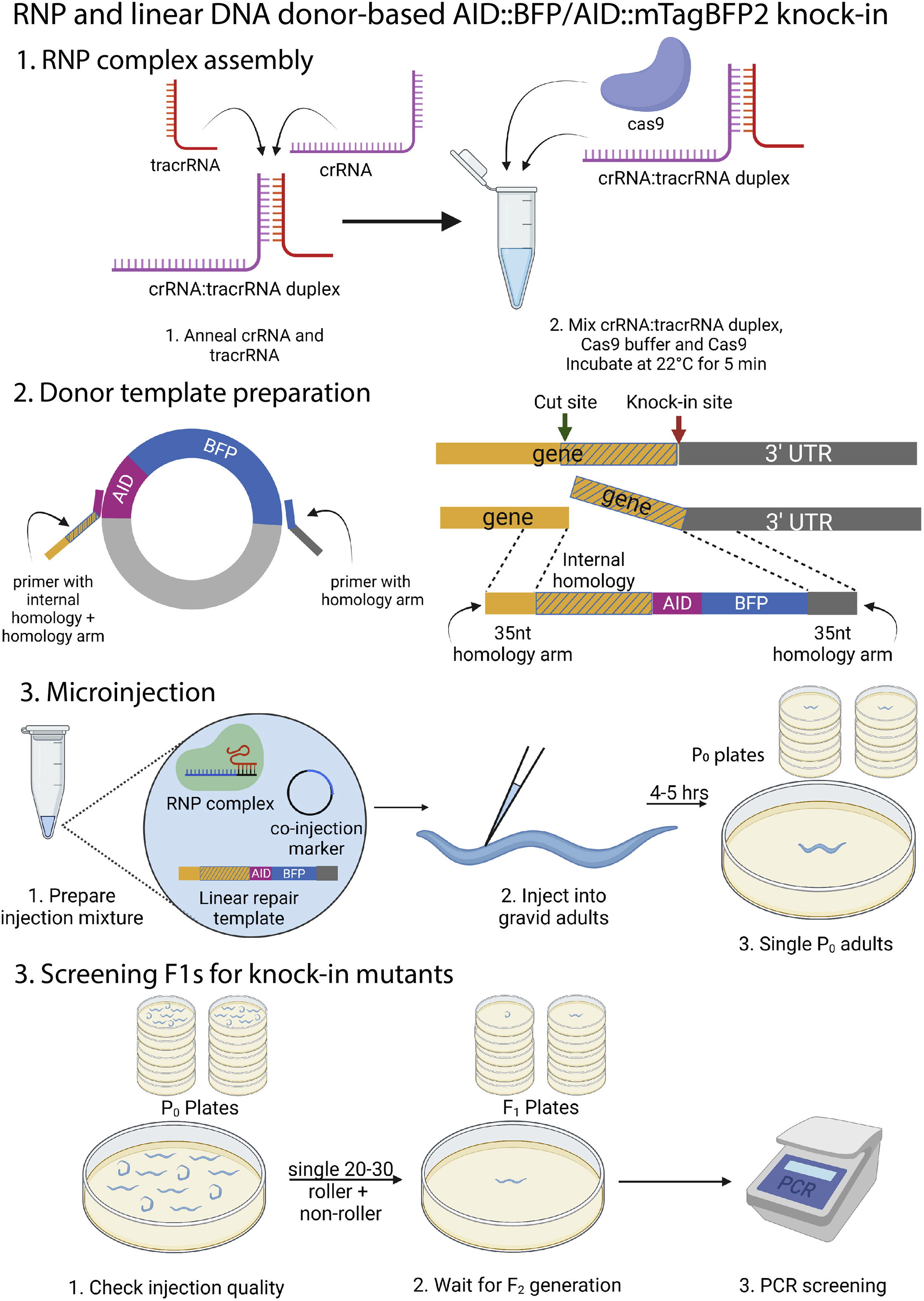 Cell Press: STAR Protocols