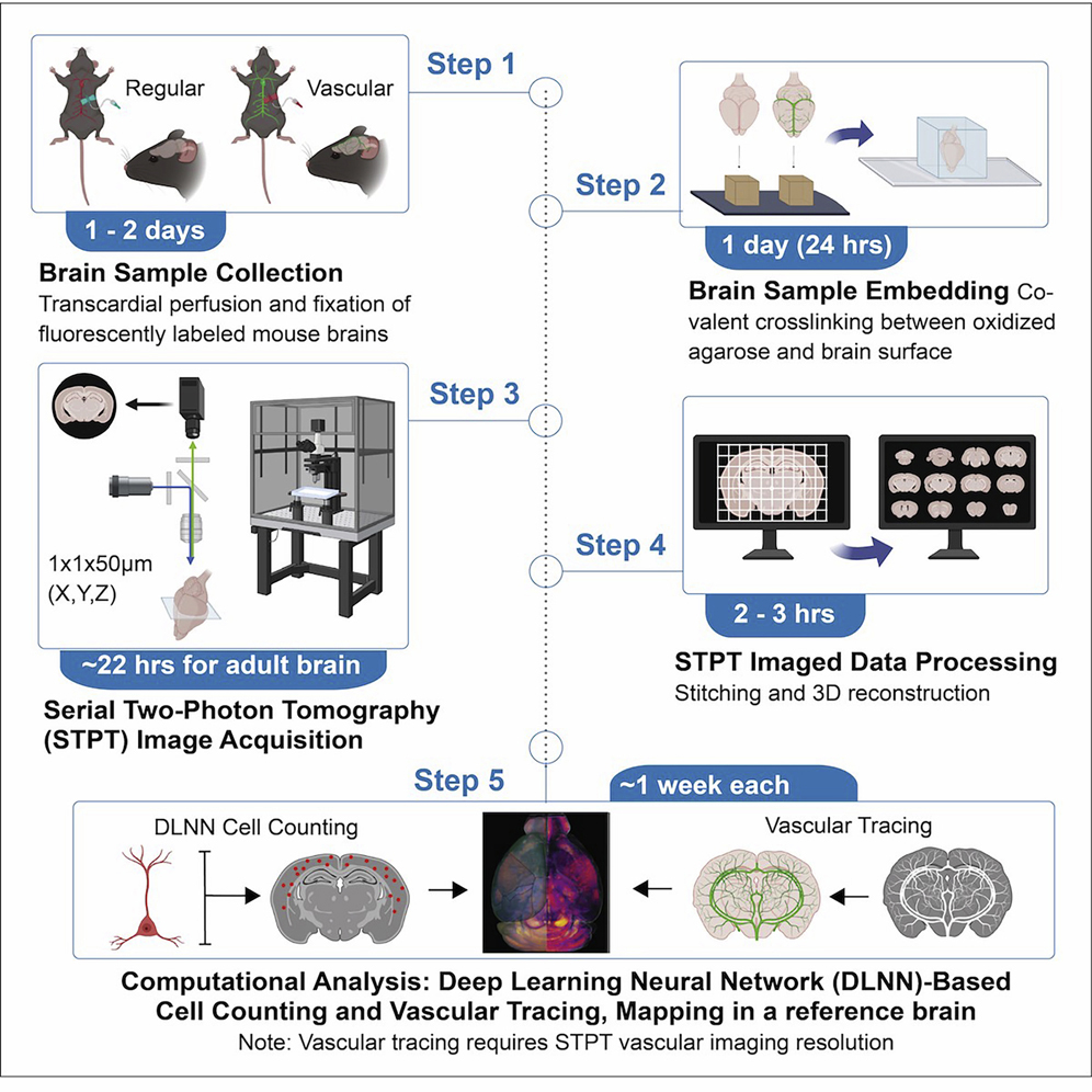 Protocol for using serial two-photon tomography to map cell types and  cerebrovasculature at single-cell resolution in the whole adult mouse brain