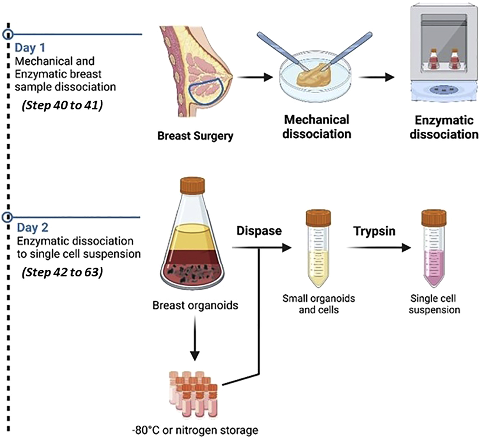 Unveiling The Star Epithelial Cell: Which Type Reigns Supreme? - 34qij51