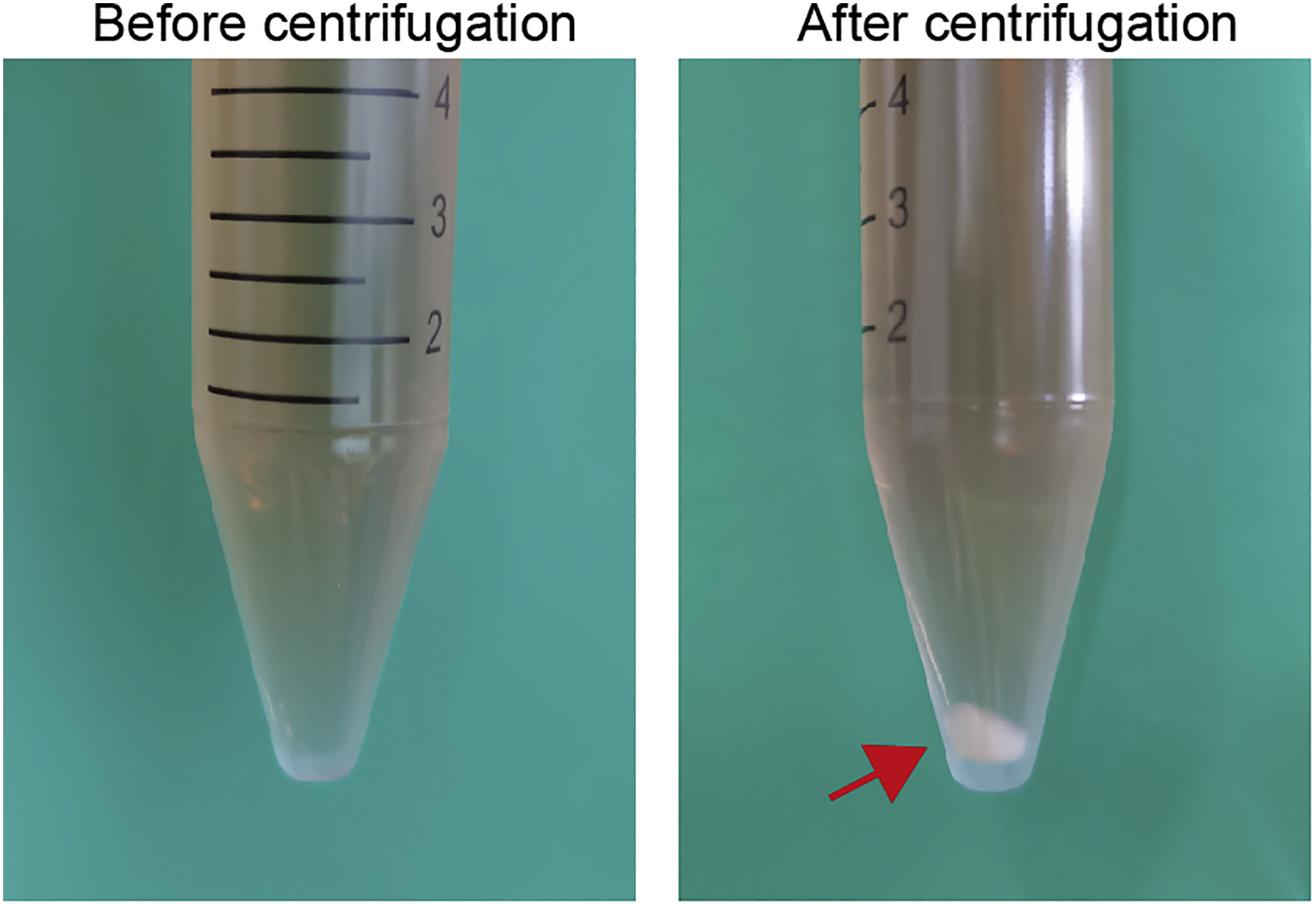 Cell Press STAR Protocols