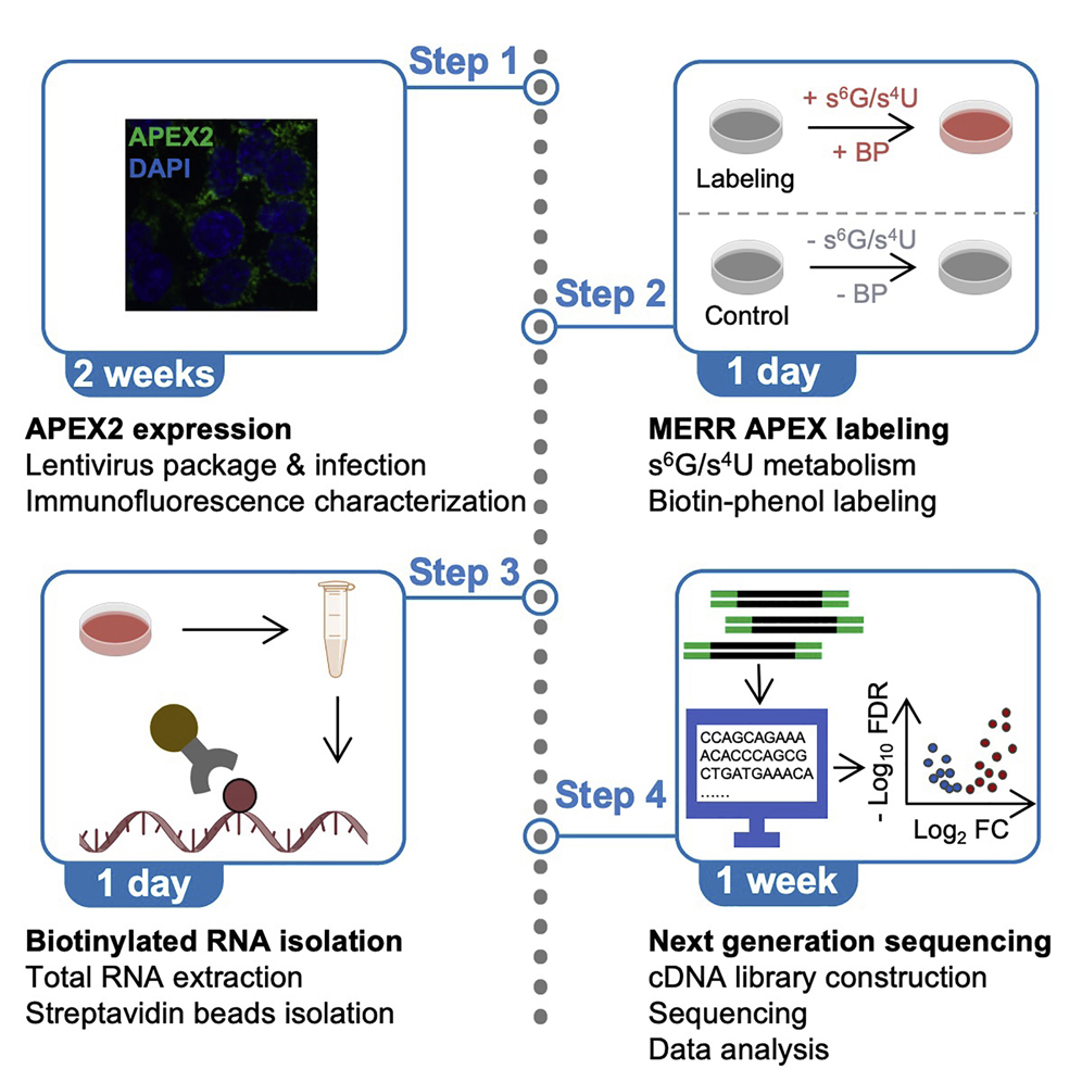 Cell Press: STAR Protocols