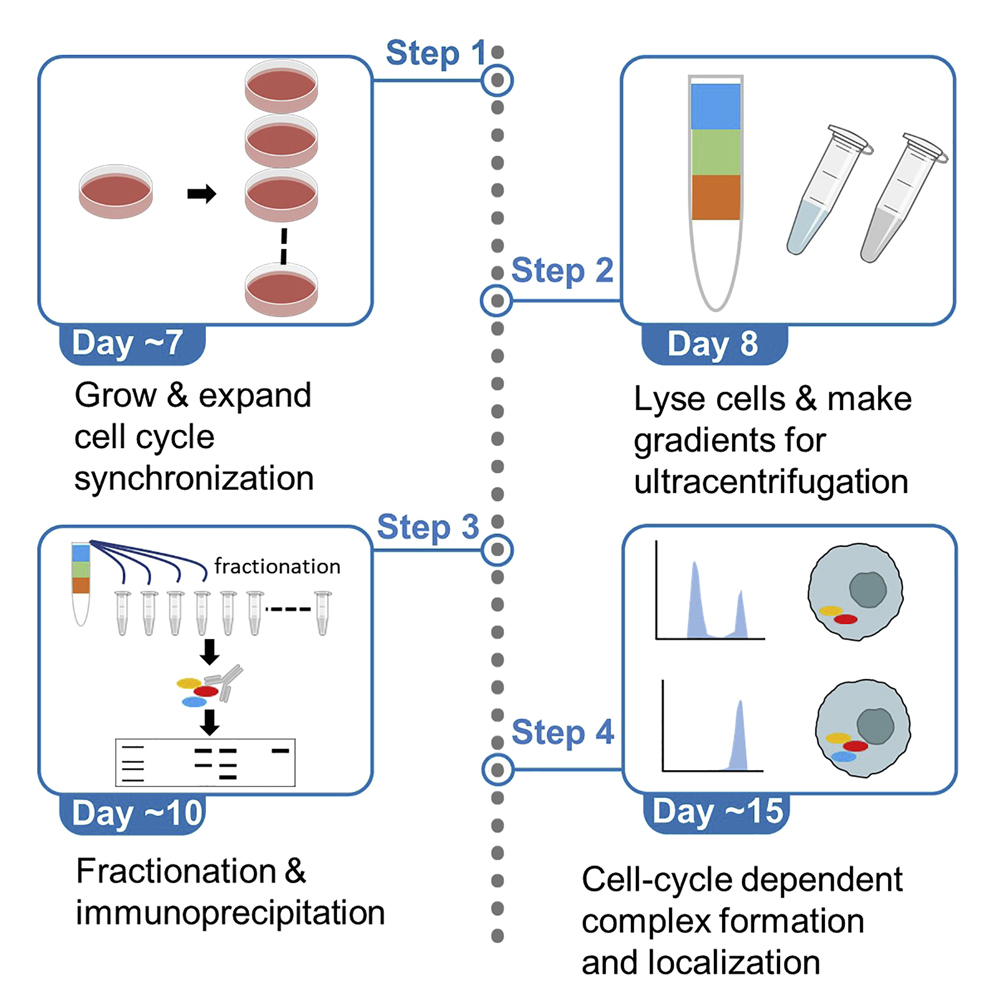 Cell Press STAR Protocols