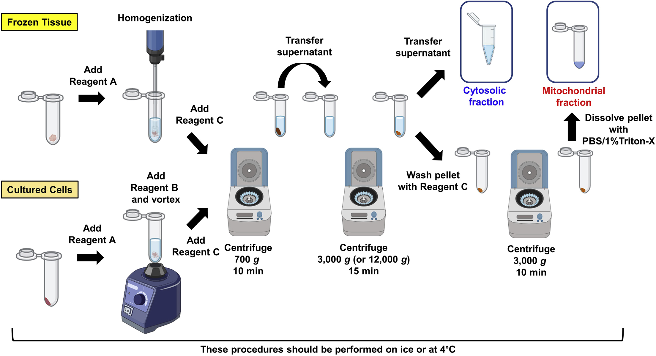 Cell Press: STAR Protocols