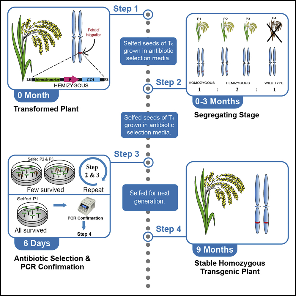 The activities of four constitutively expressed promoters in single-copy  transgenic rice plants for two homozygous generations