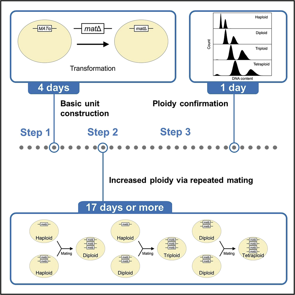 Cell Press STAR Protocols
