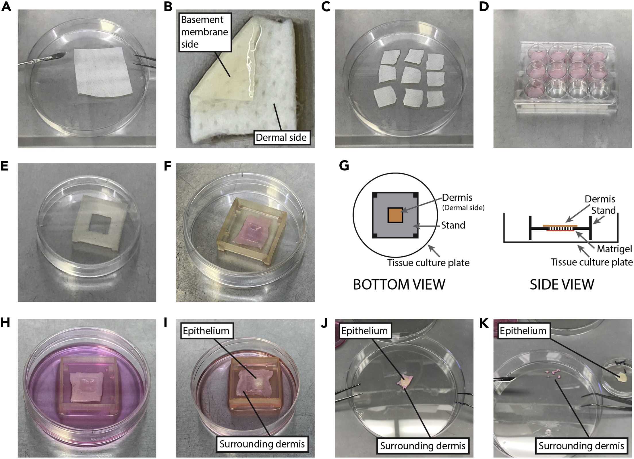 Unveiling The Star Epithelial Cell: Which Type Reigns Supreme? - y5b8pmo