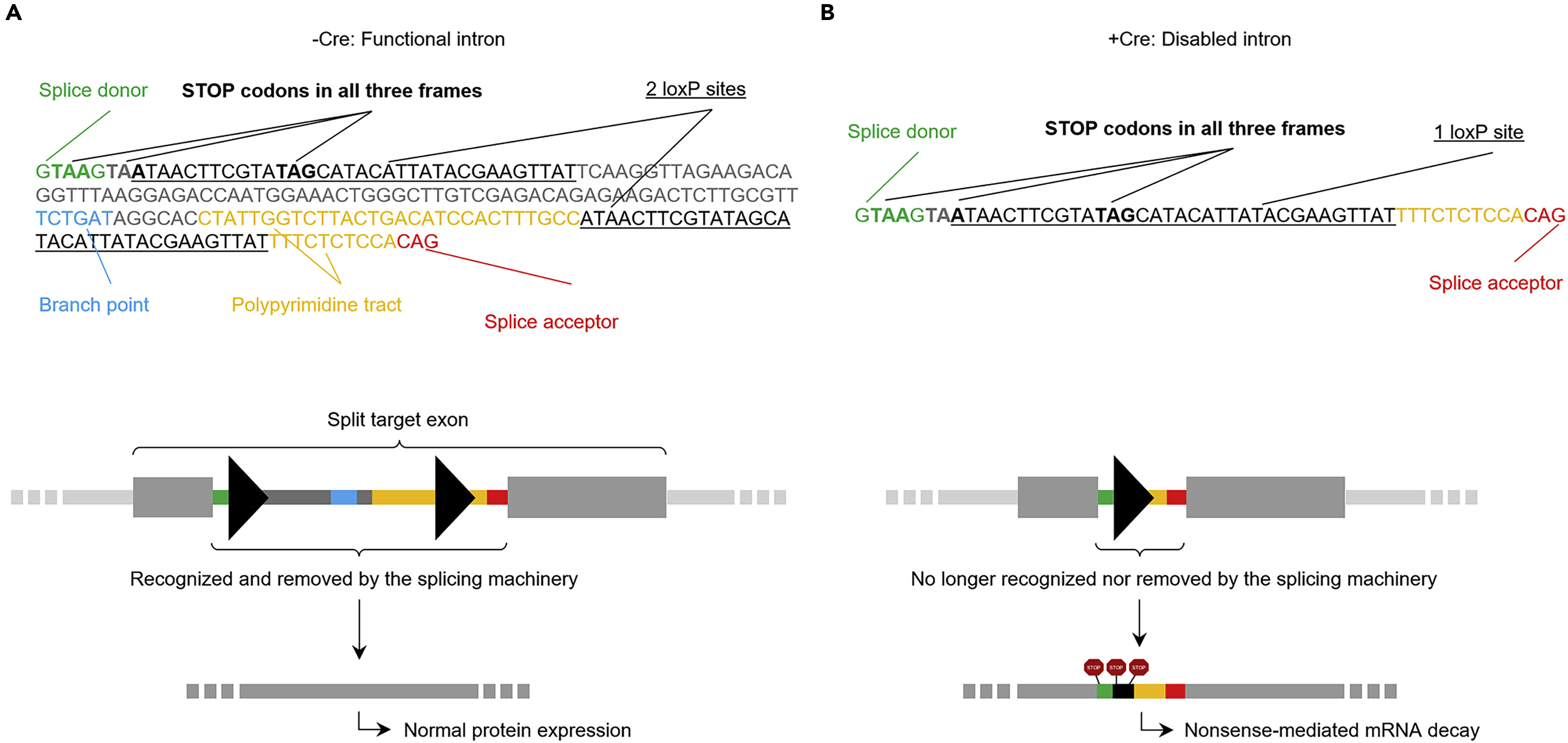 Cell Press: STAR Protocols