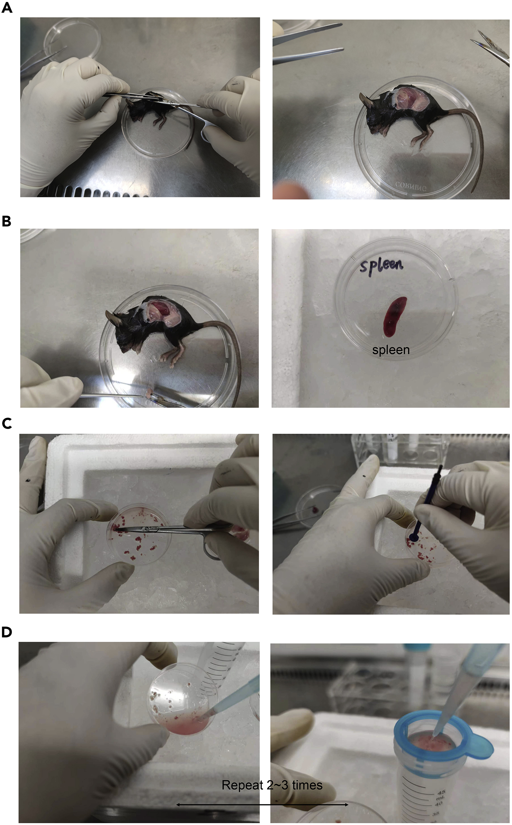 Cell Press: STAR Protocols