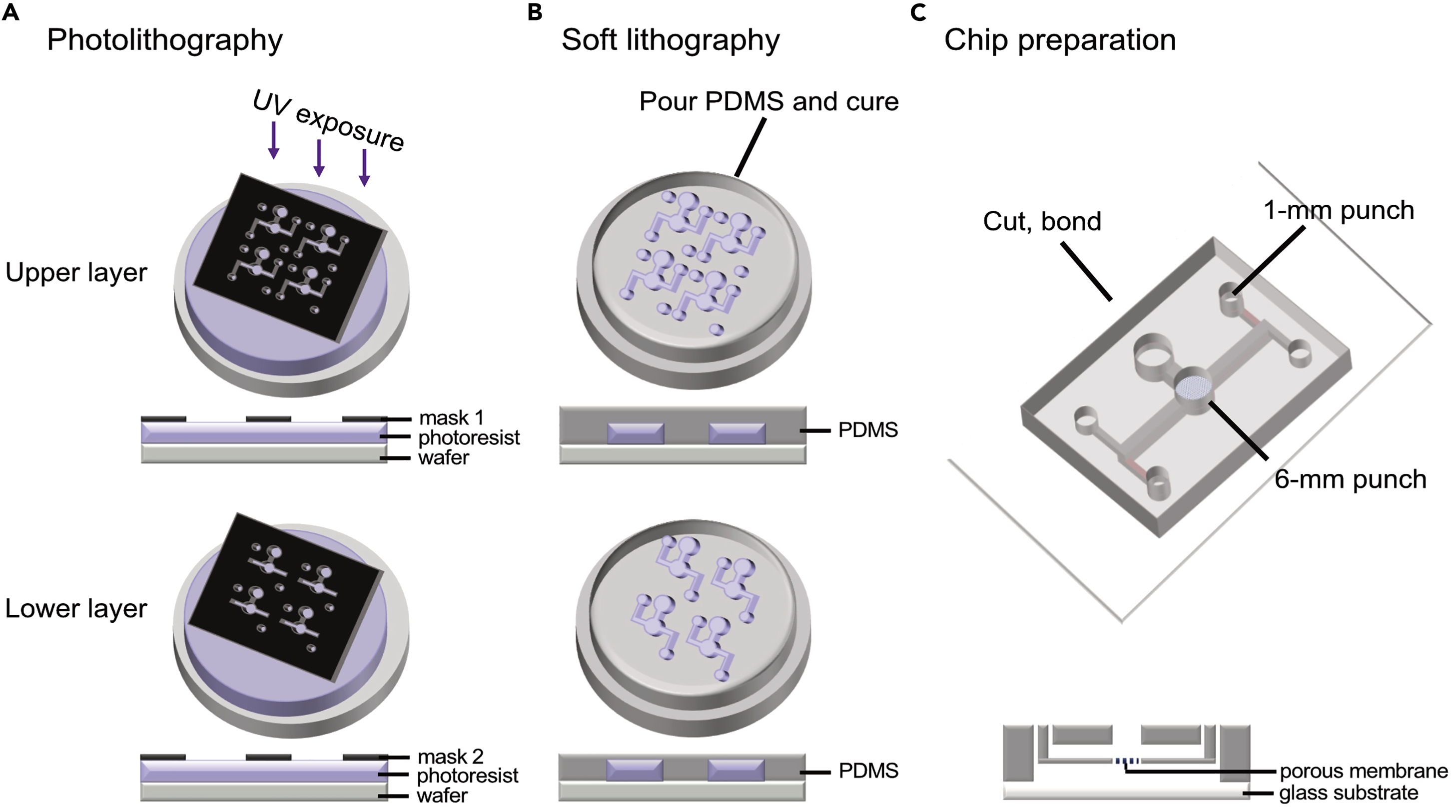 Protocol to develop a microfluidic human corneal barrier-on-a-chip to  evaluate the corneal epithelial wound repair process