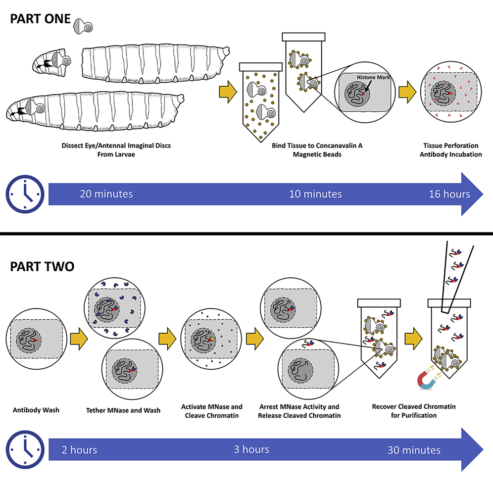 A CUTandRUN protocol to determine patterns of epigenetic