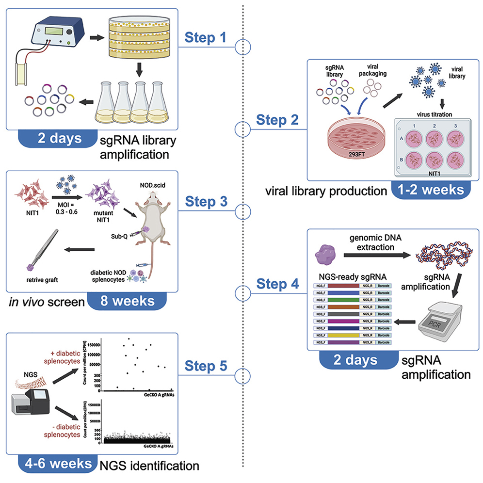 Cell Press: STAR Protocols