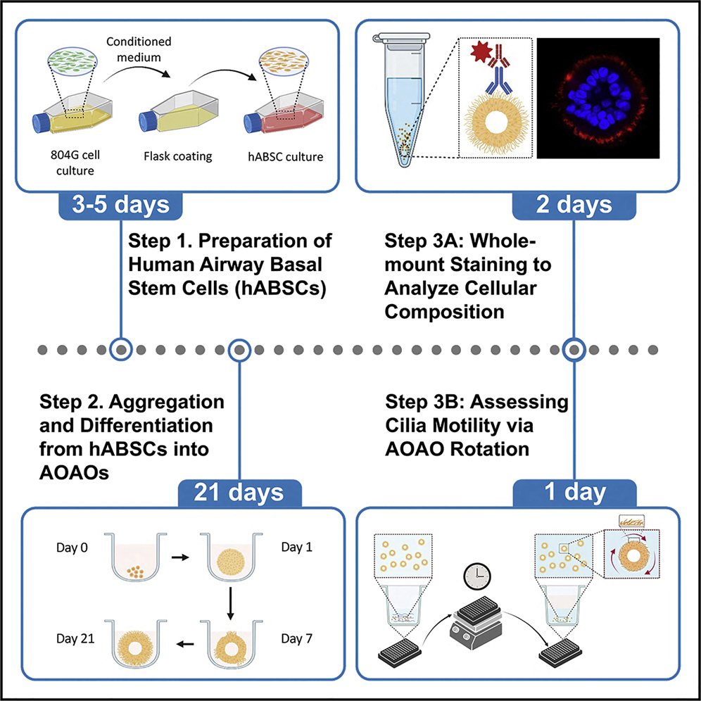 Cell Press Star Protocols