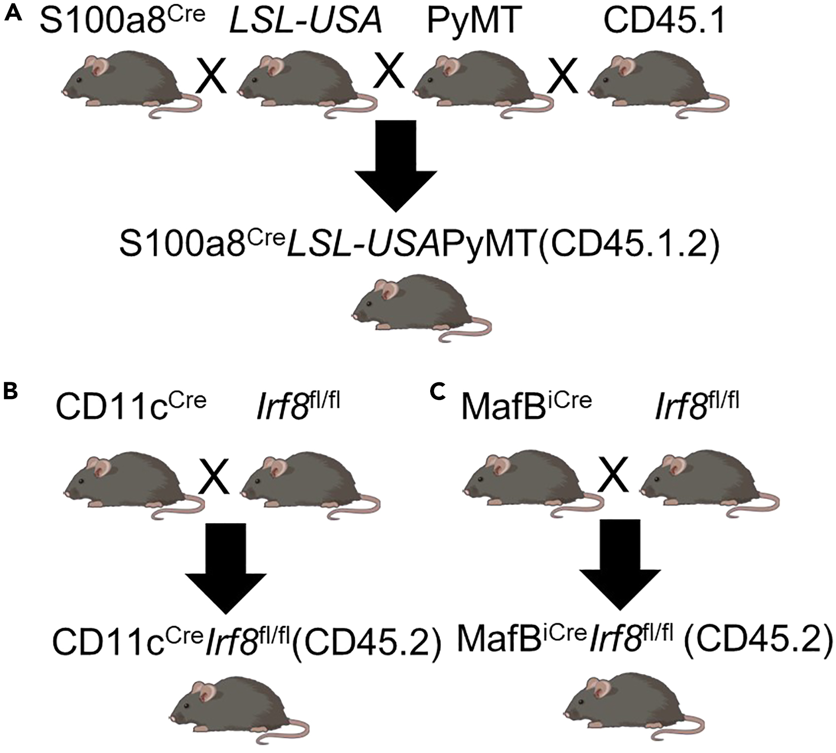 Cell Press STAR Protocols