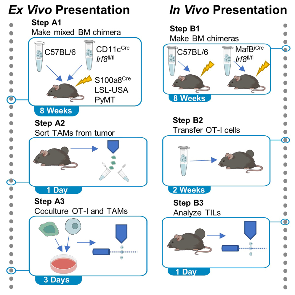 Cell Press STAR Protocols