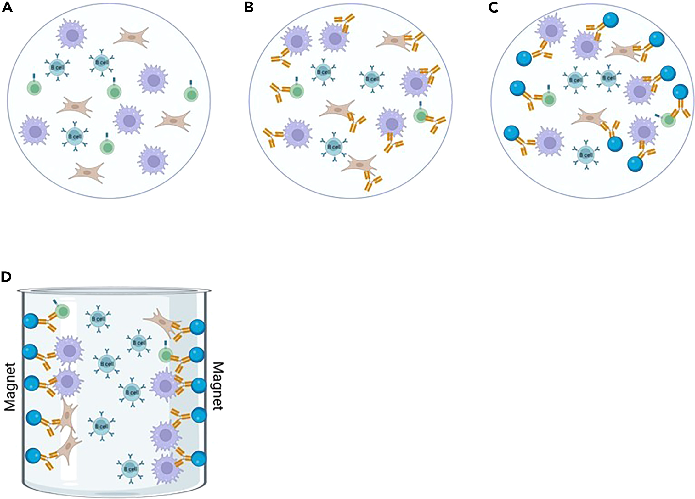 Cell Press: STAR Protocols