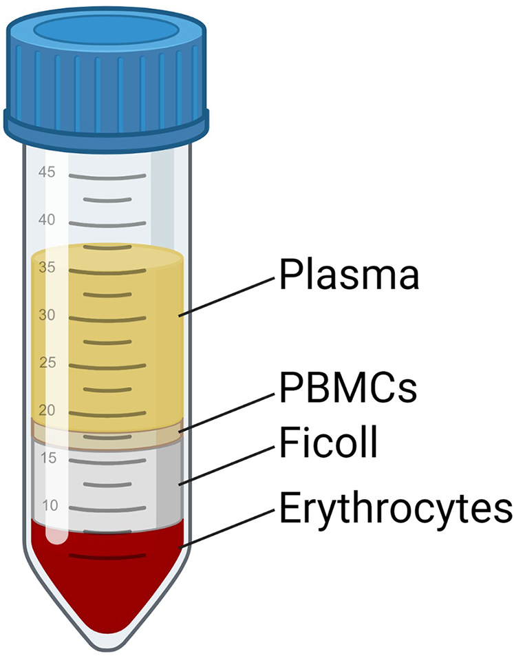 A co-culture model system to quantify antibody-dependent