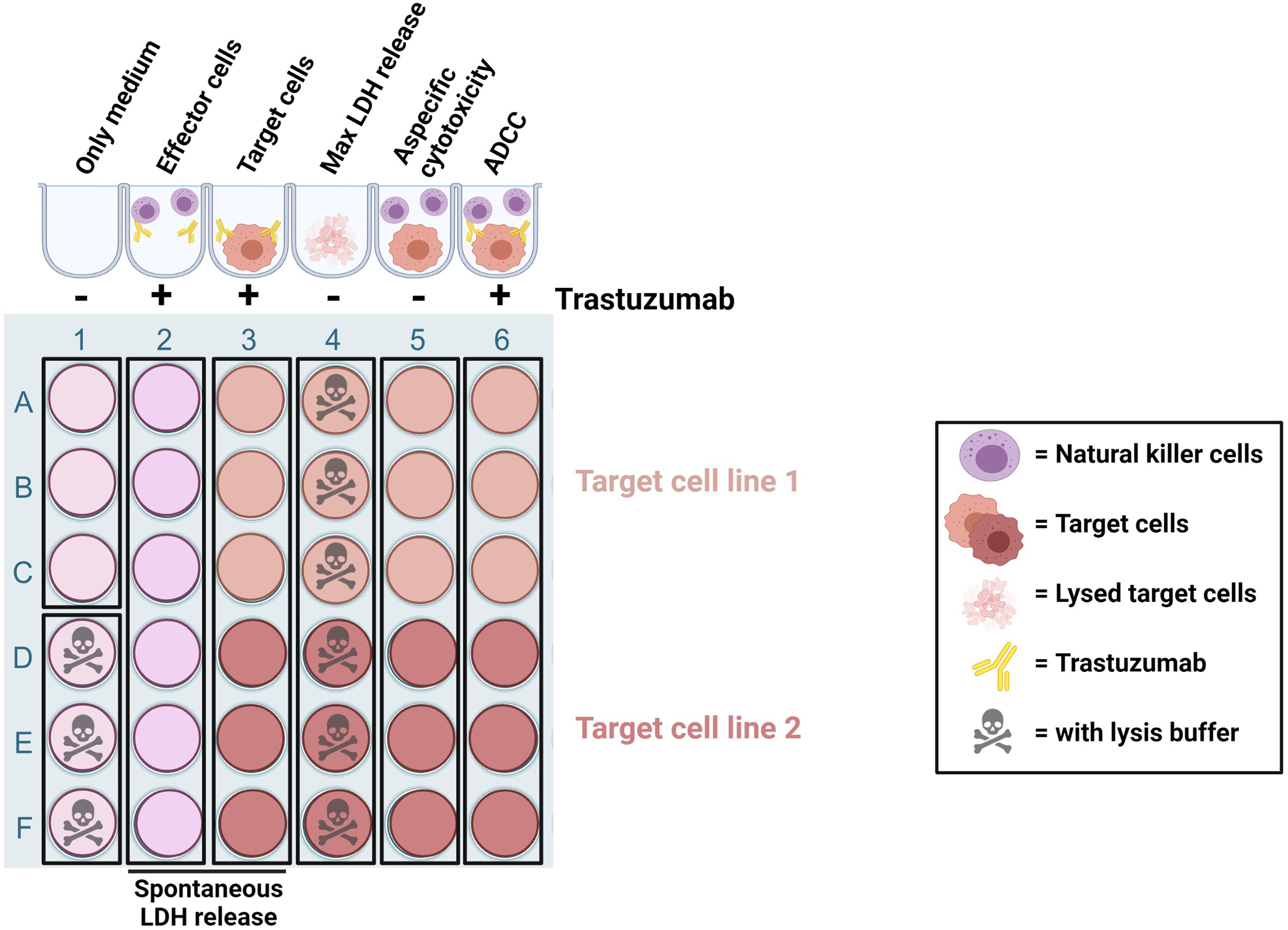 A co-culture model system to quantify antibody-dependent cellular