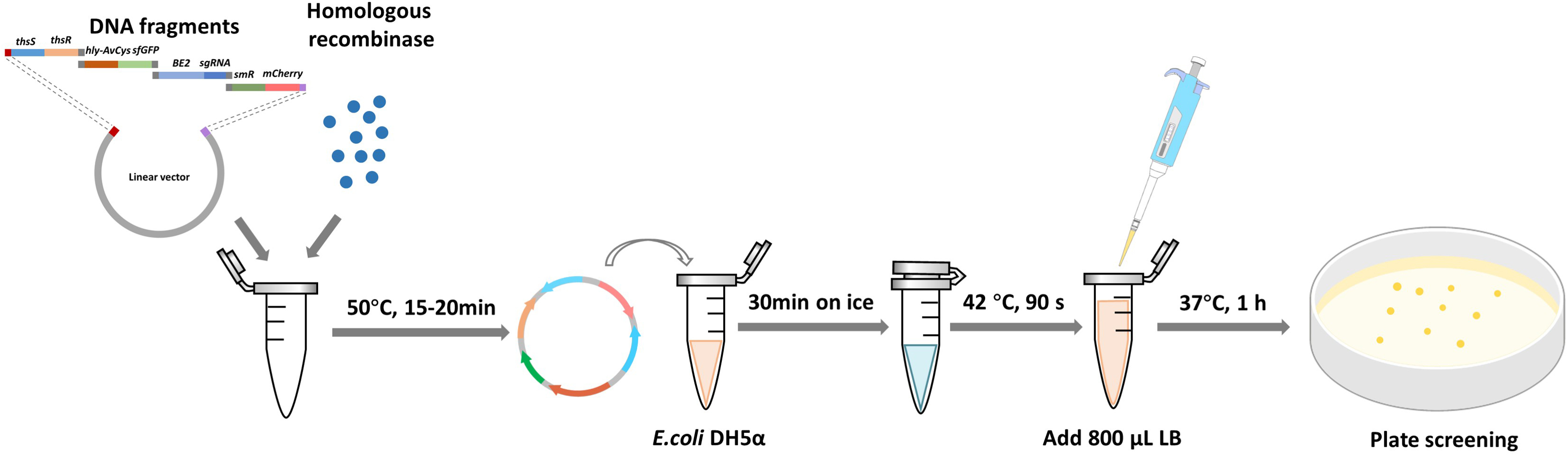 Cell Press: Star Protocols