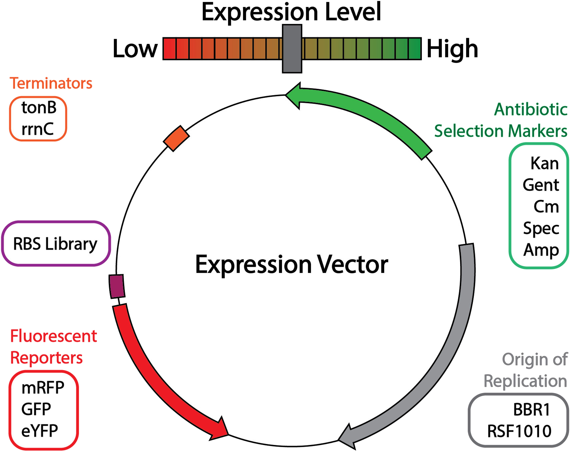 Cell Press STAR Protocols