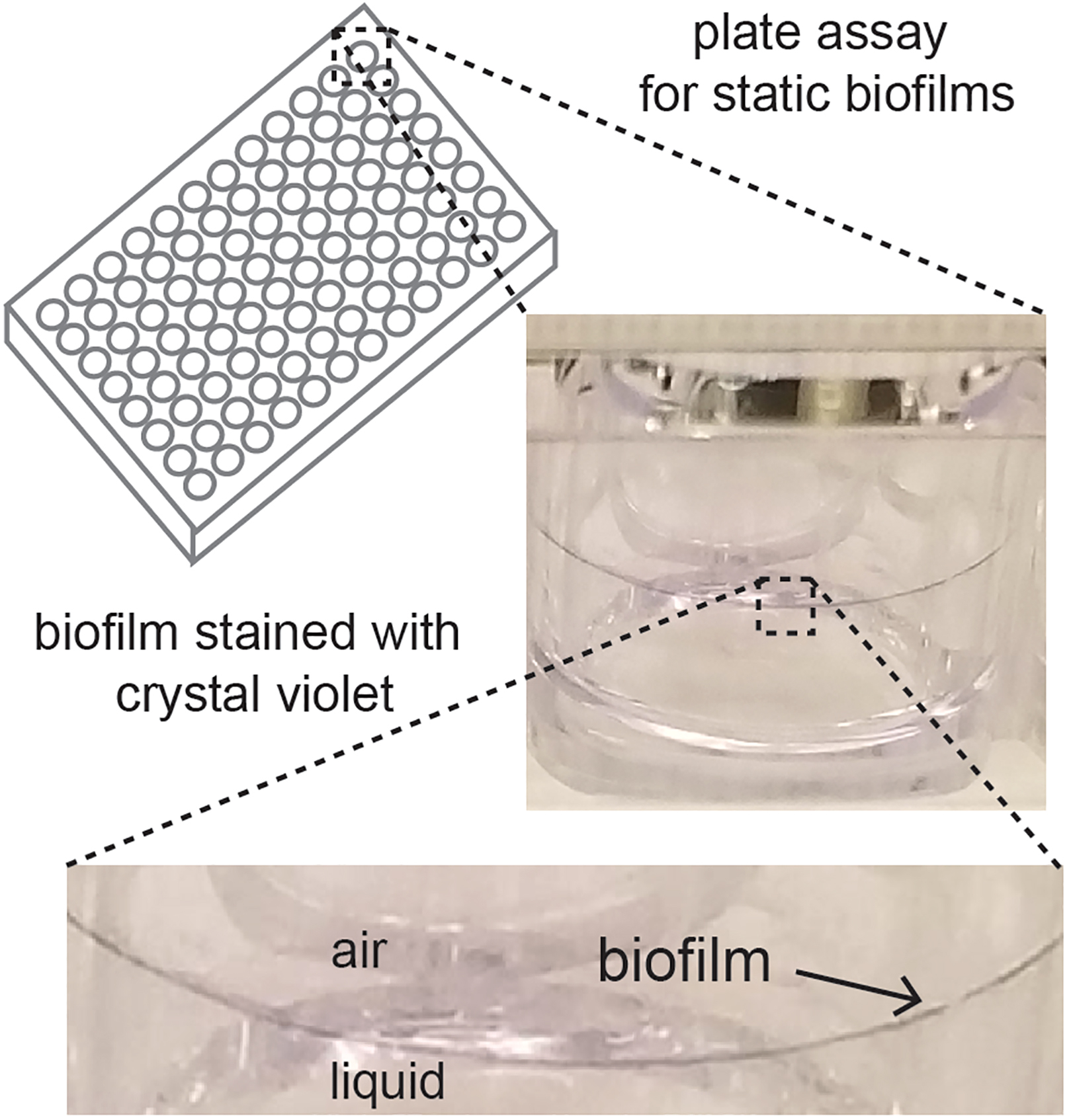 Cell Press STAR Protocols