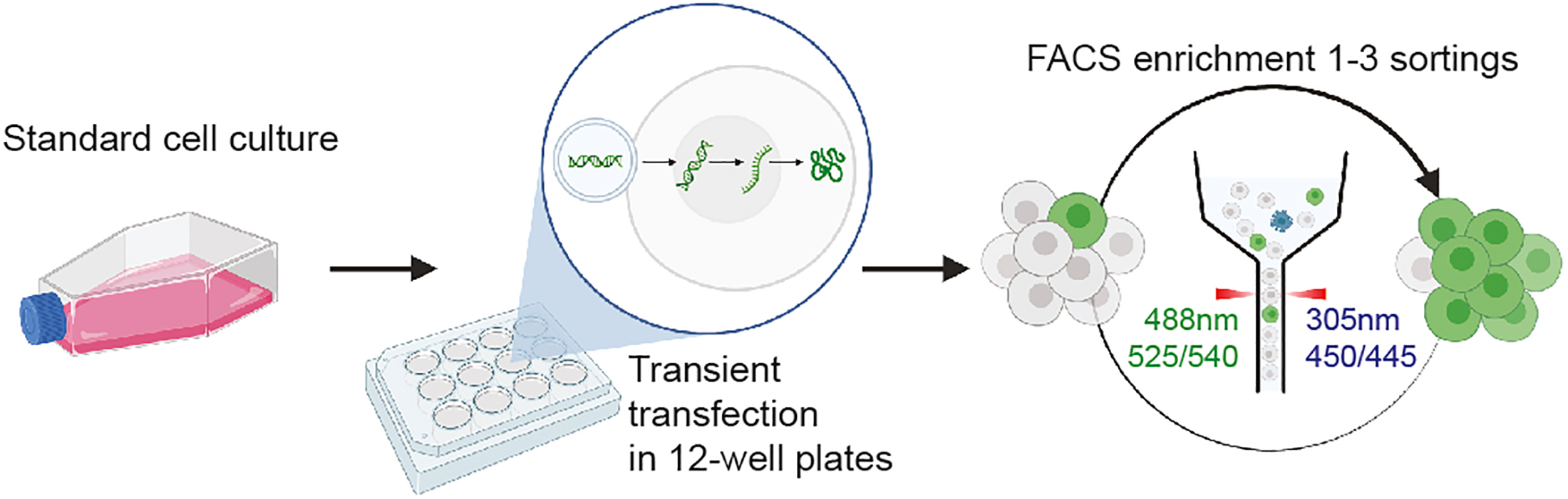 Generation of endogenously tagged E-cadherin cells using gene 