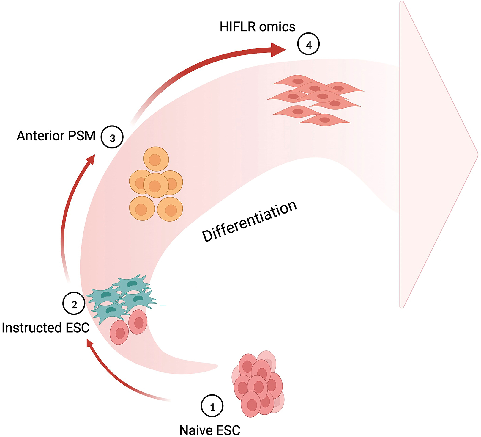 Cell Press: STAR Protocols