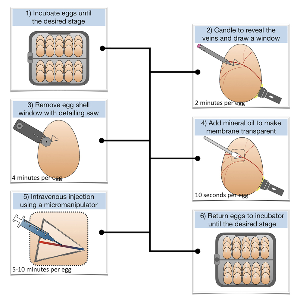Protocol for the rapid intravenous in ovo injection of developing 