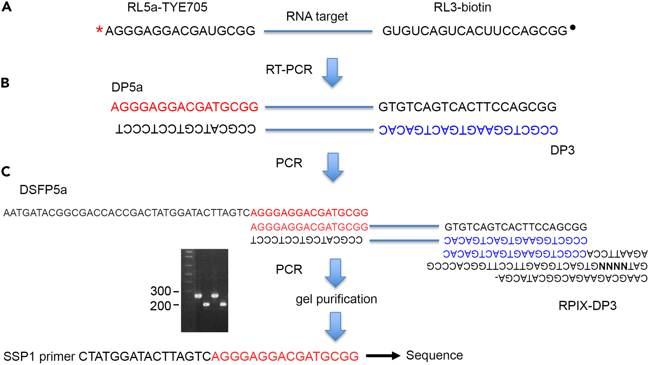 Cell Press STAR Protocols
