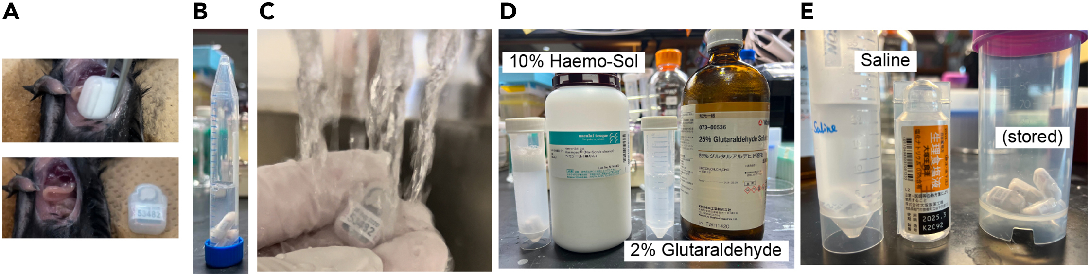 Optimization Of Cryopreservation Protocols A G And Hypothermic