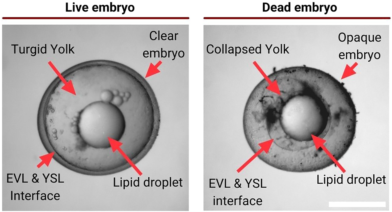 Soft Beads Embryos: Dead Egg with Red Dot