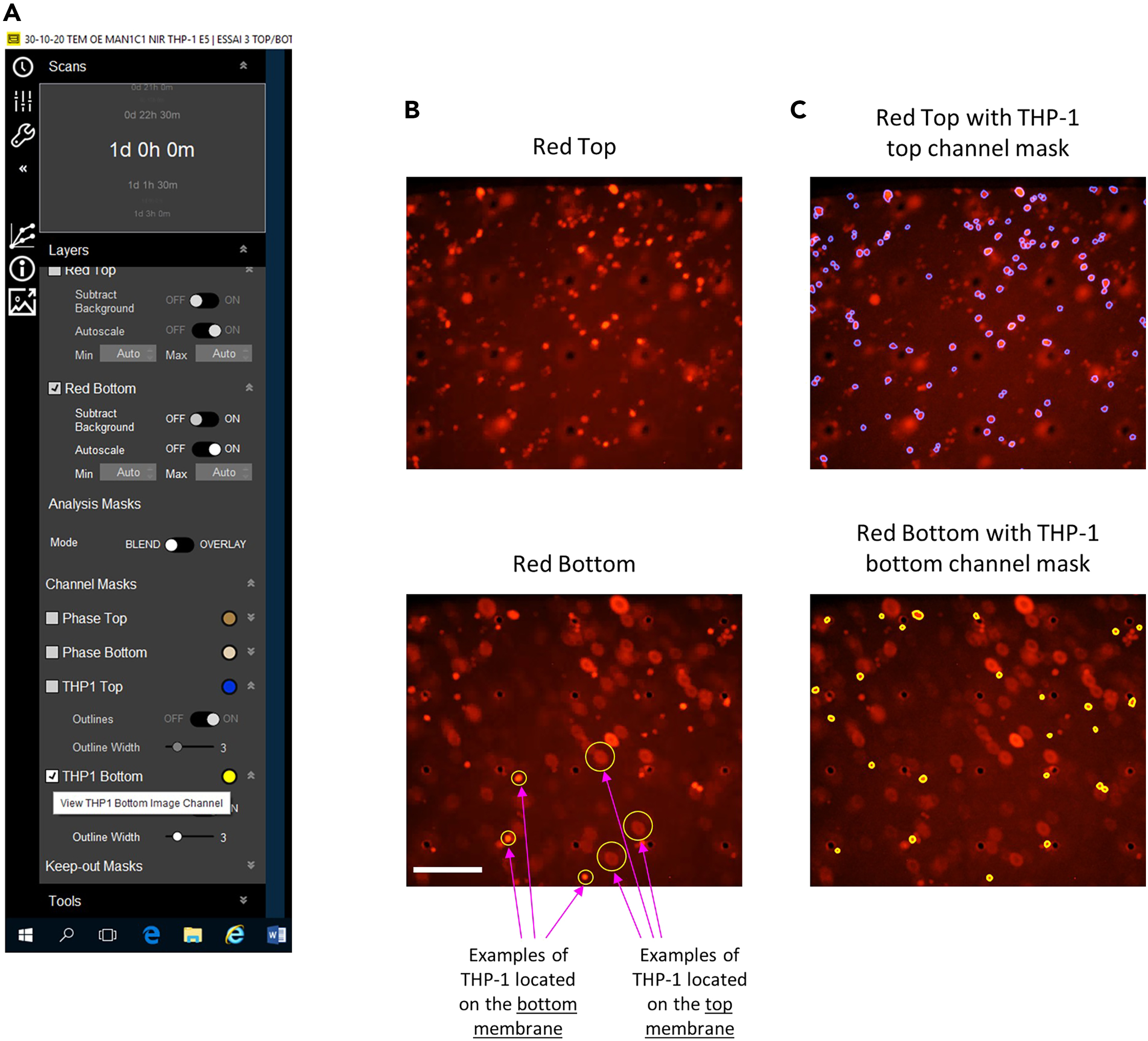 Protocol for in vitro assessment of human monocyte
