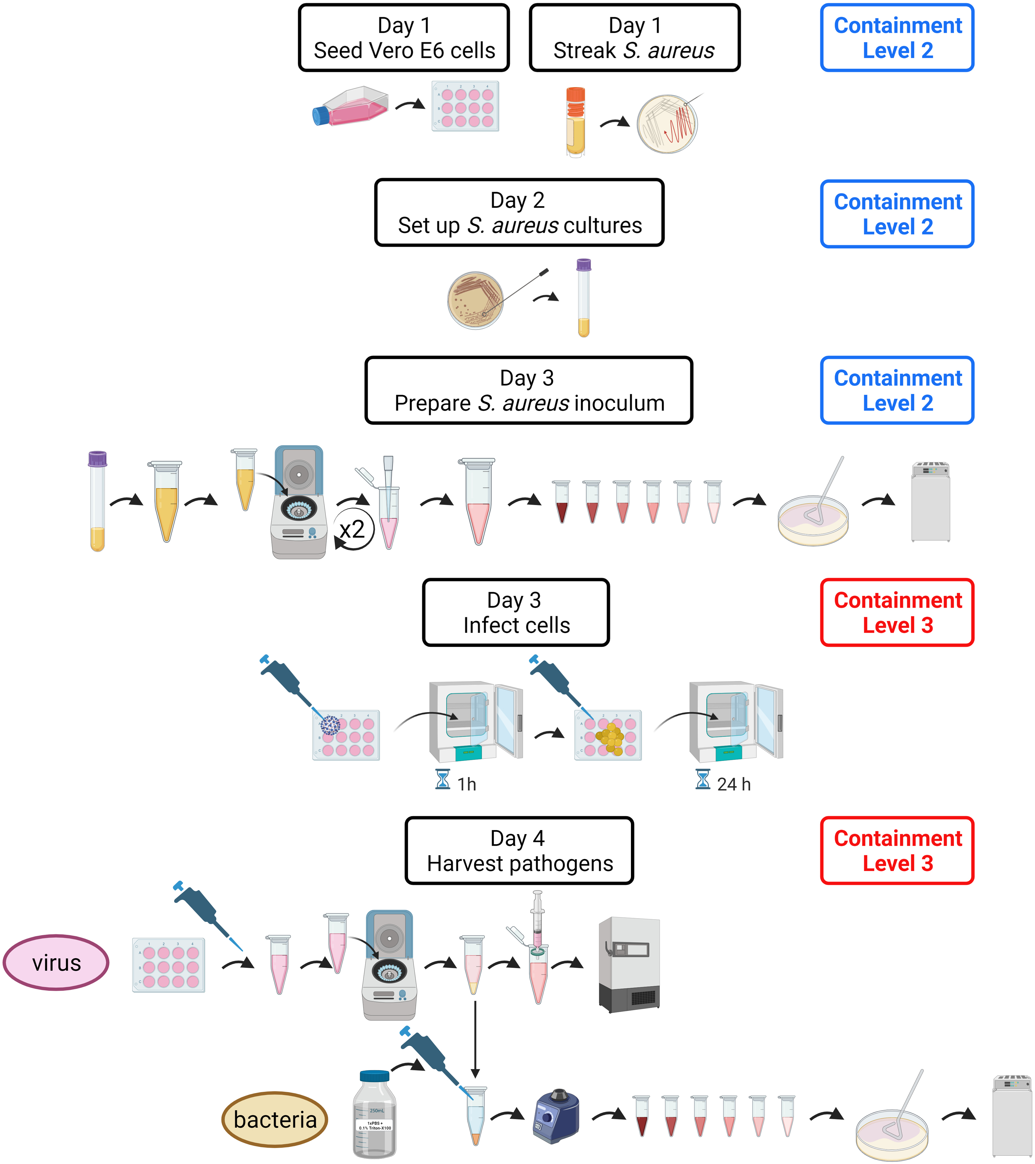 bacteria experiments protocol