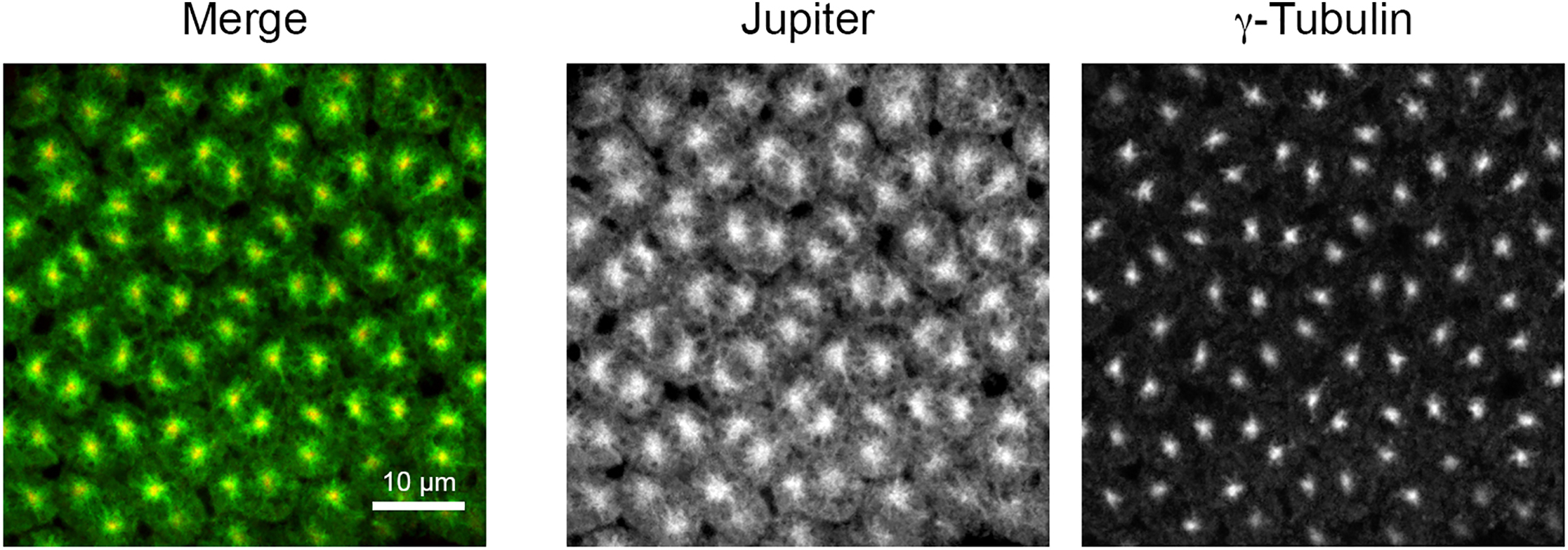 Cell Press STAR Protocols