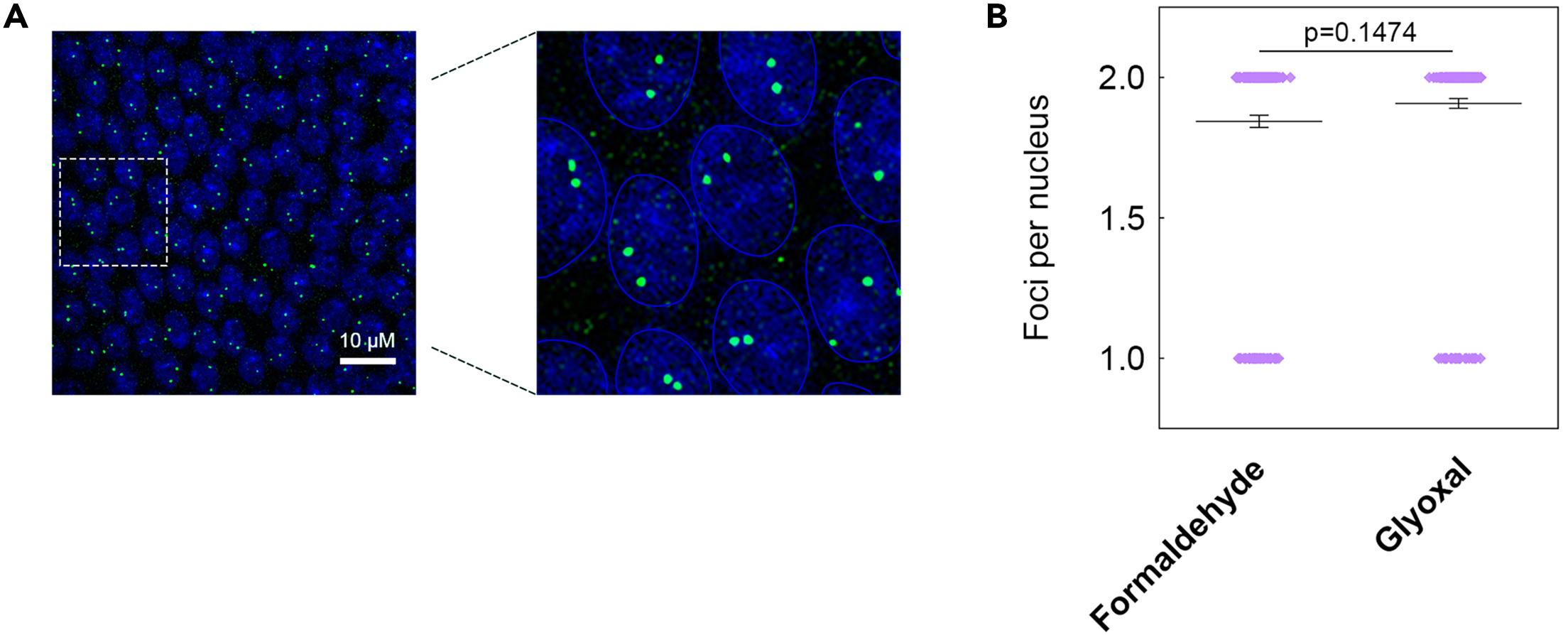 Cell Press STAR Protocols