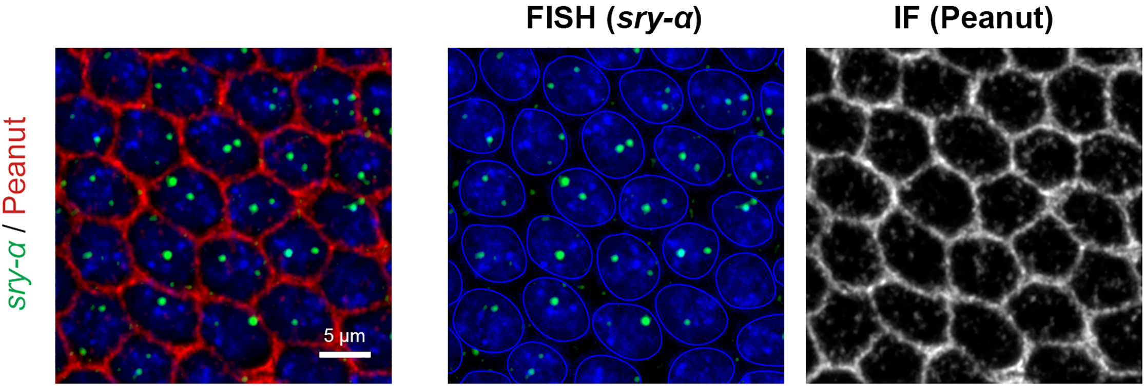 Cell Press STAR Protocols