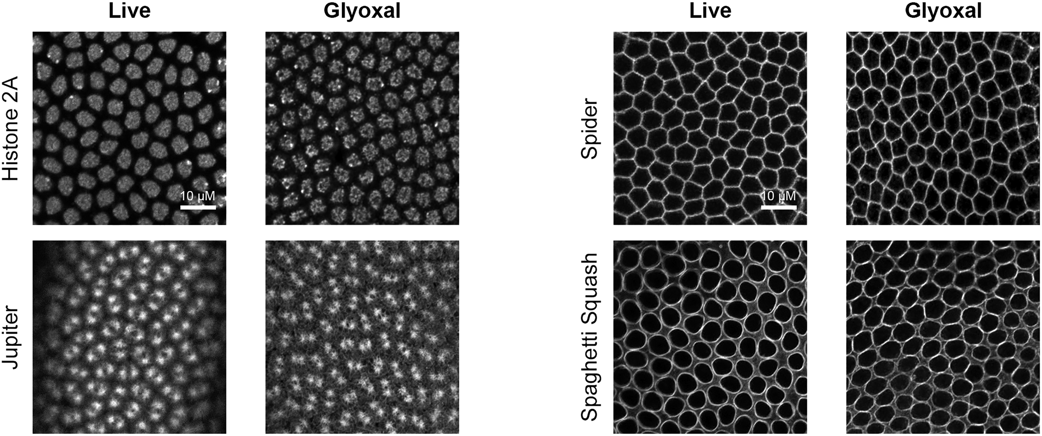 Cell Press STAR Protocols