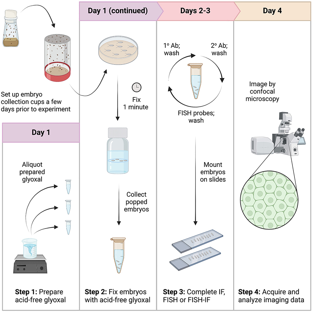 Cell Press STAR Protocols