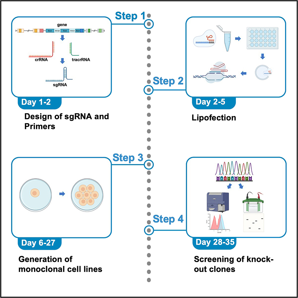 Cell Press Star Protocols 