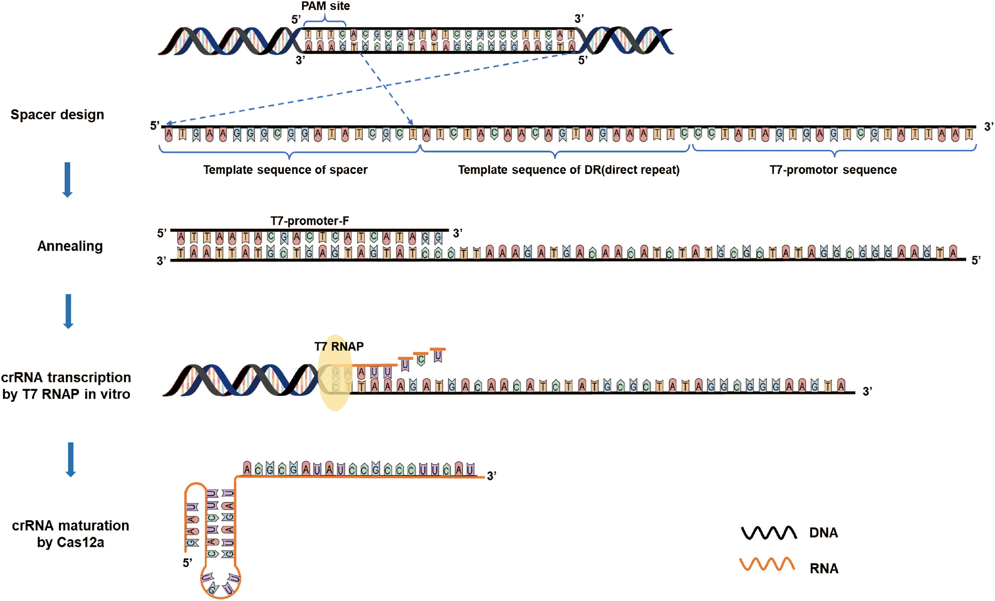 CRISPR-Cas12a induced DNA double-strand breaks are repaired by multiple  pathways with different mutation profiles in Magnaporthe oryzae