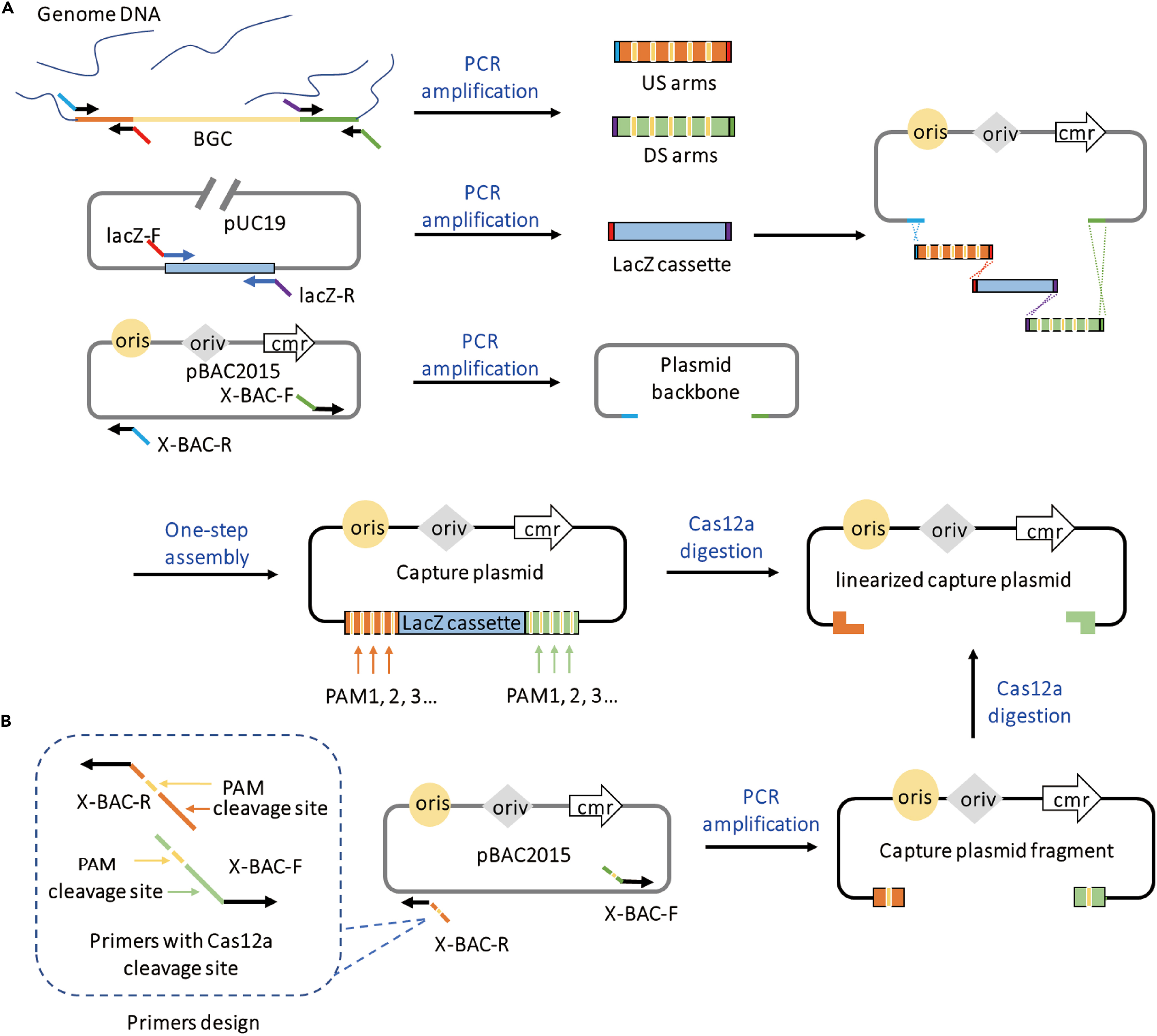 CRISPR-Cas12a induced DNA double-strand breaks are repaired by multiple  pathways with different mutation profiles in Magnaporthe oryzae