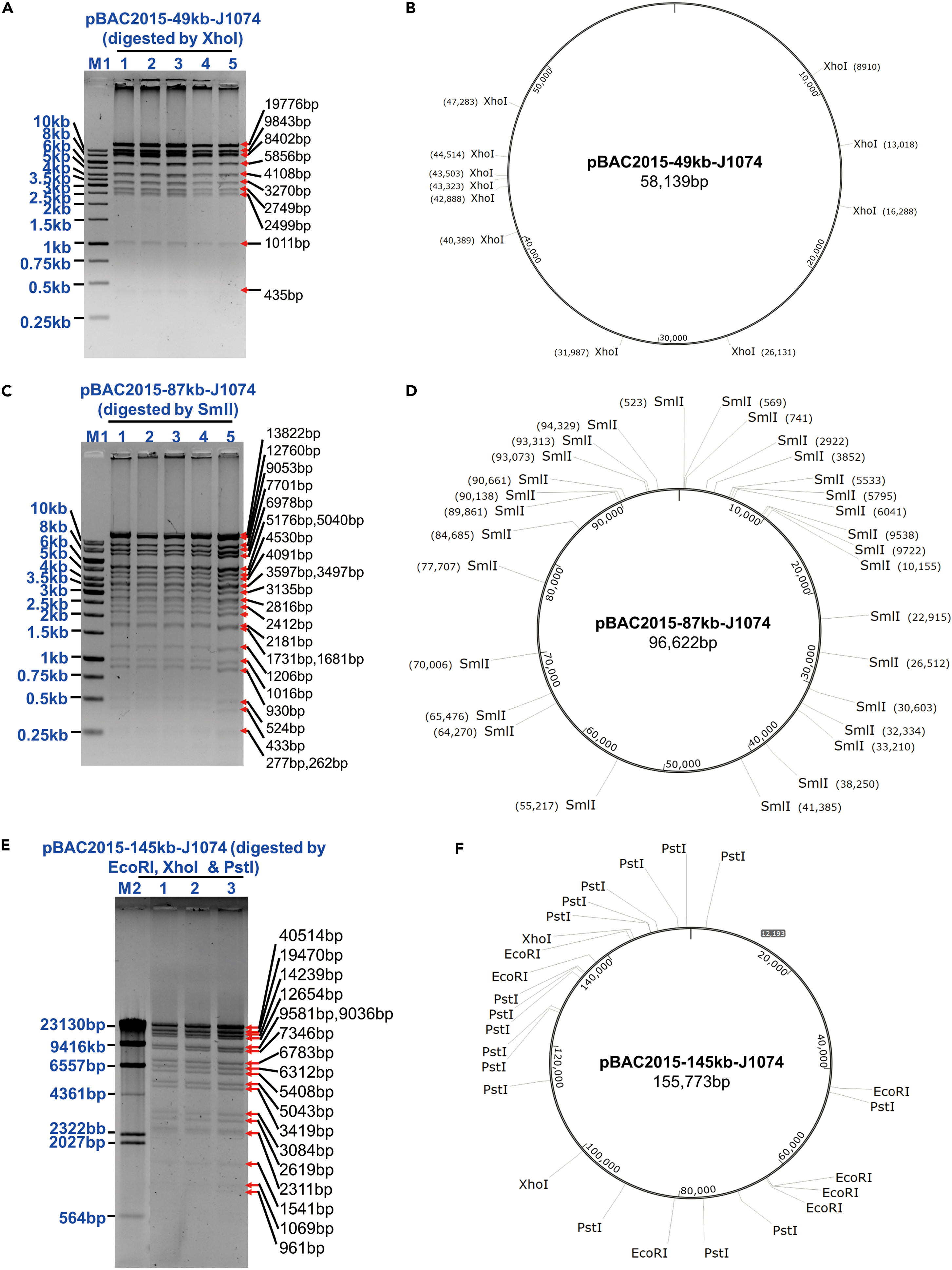 CRISPR-Cas12a induced DNA double-strand breaks are repaired by multiple  pathways with different mutation profiles in Magnaporthe oryzae