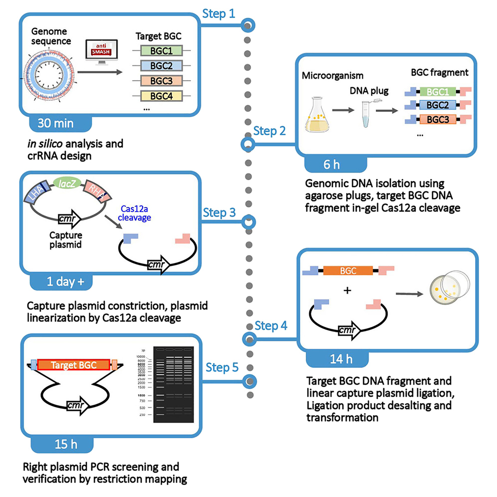 CRISPR-Cas12a induced DNA double-strand breaks are repaired by multiple  pathways with different mutation profiles in Magnaporthe oryzae