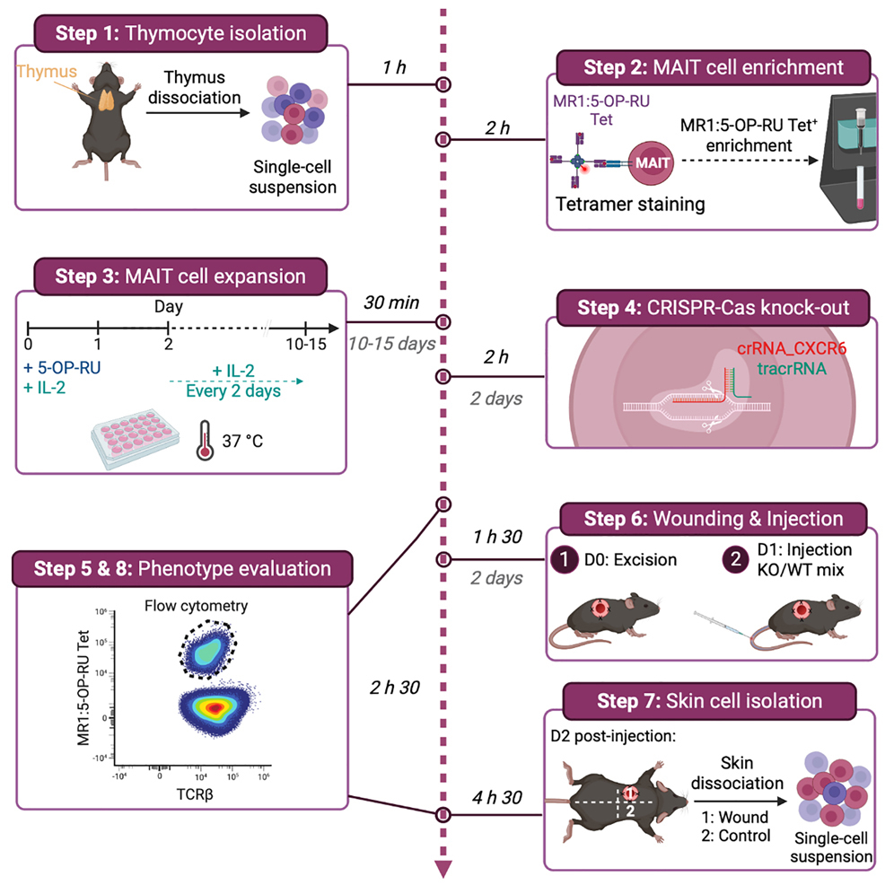 Protocol to expand and CRISPR-Cas9 genomic edit murine MAIT cells for  subsequent in vivo studies, image size:996x996
