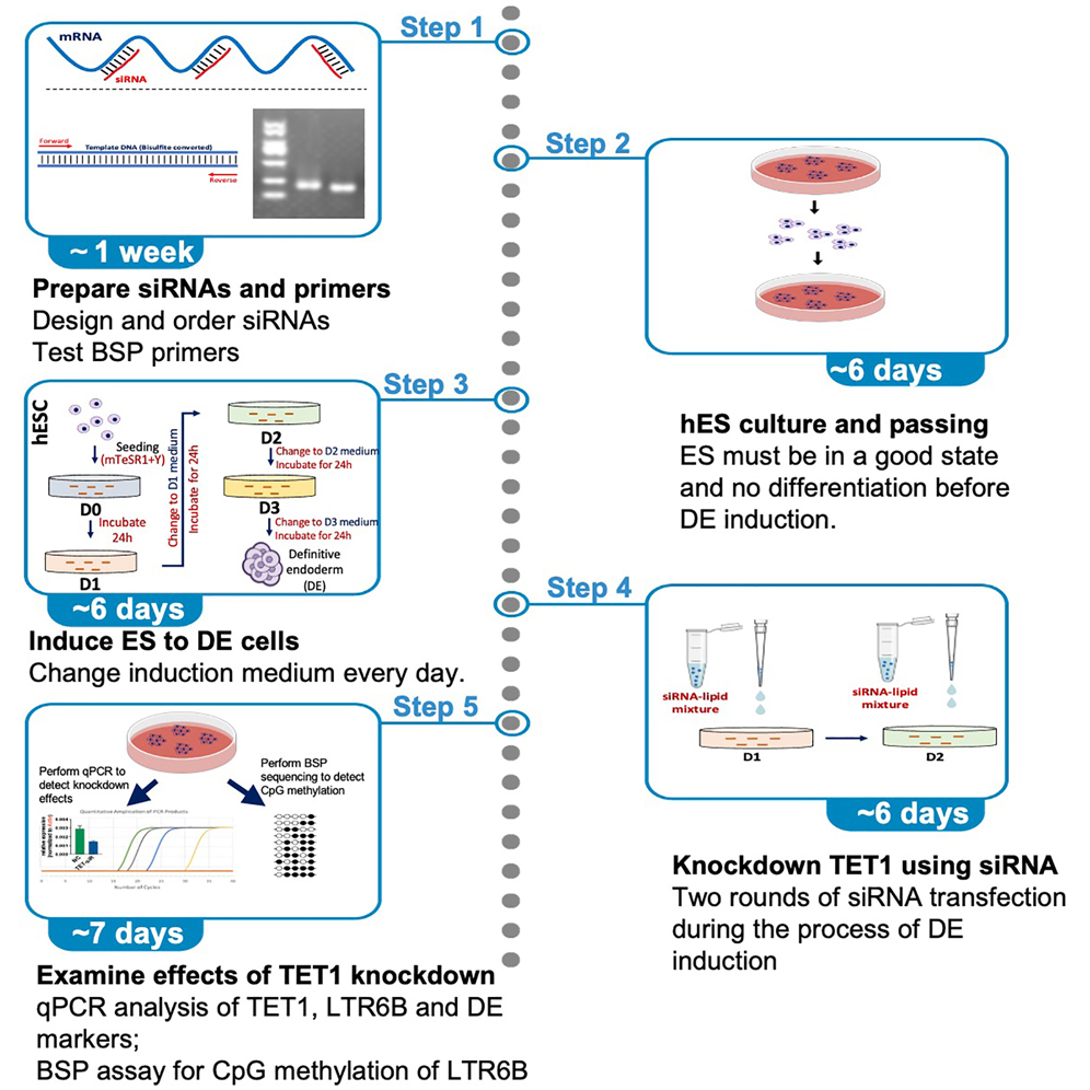 Cell Press: STAR Protocols