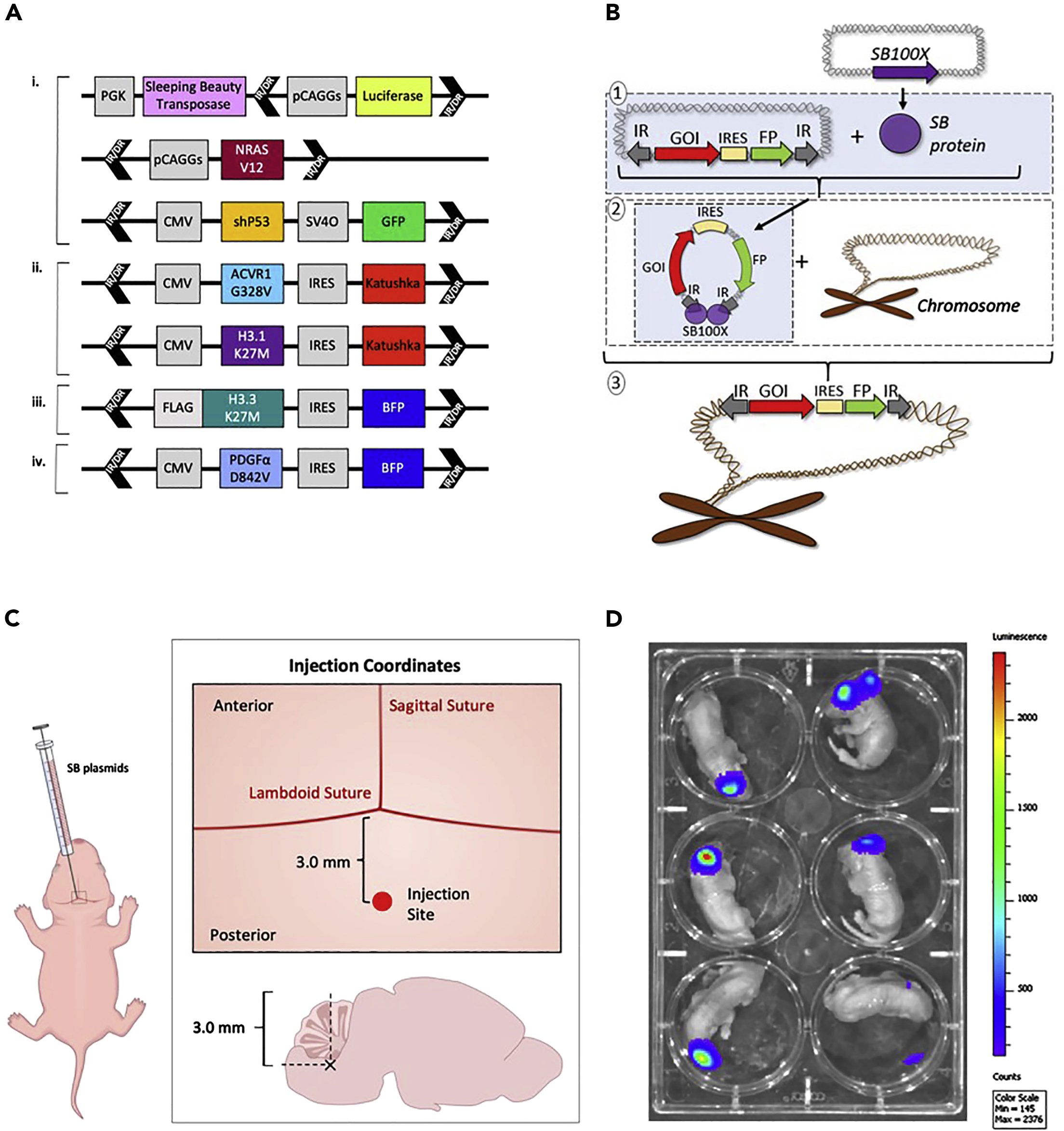 Cell Press: STAR Protocols