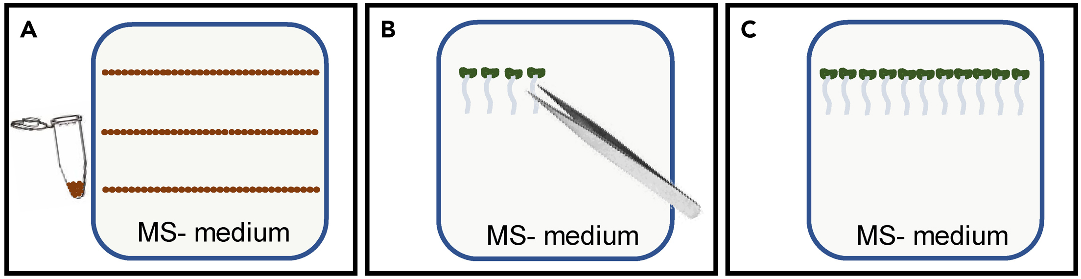 Cell Press STAR Protocols